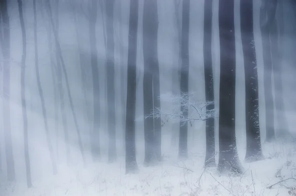 Nevasca em uma floresta no inverno — Fotografia de Stock