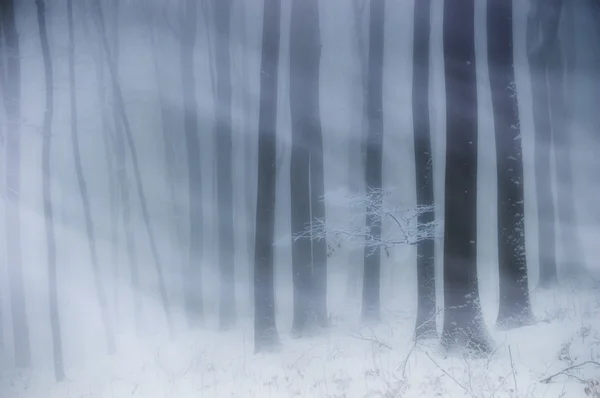 Blizzard dans une forêt en hiver — Photo