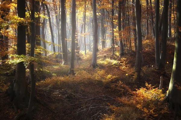 Vackra höstfärger i en skog — Stockfoto