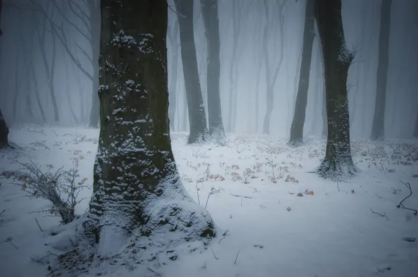 Hiver dans une forêt avec brouillard épais — Photo