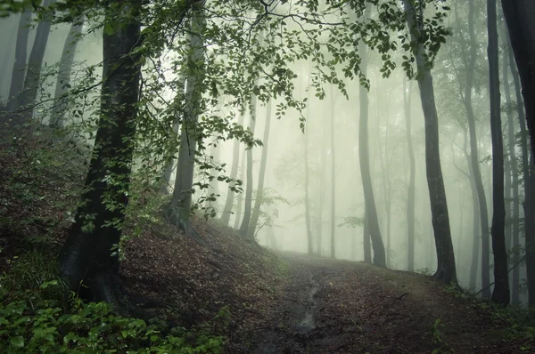 Brouillard vert dans la forêt — Photo