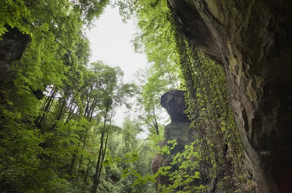 Kliffen in een jungle met hangende vegetatie — Stockfoto