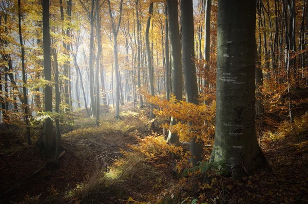 Outono em uma floresta colorida — Fotografia de Stock