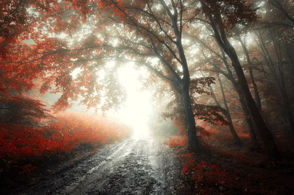 Red leafs on tree in a forest with fog — Stock Photo, Image