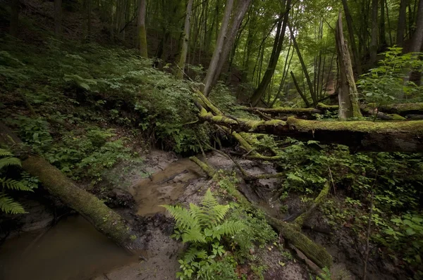 Groen bos jungle met vegetatie — Stockfoto