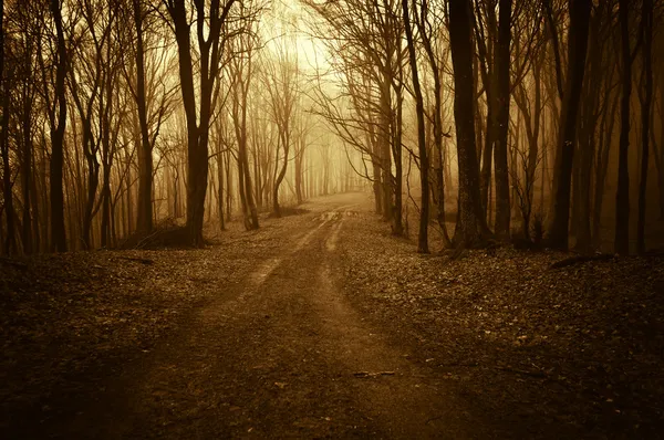 Bosque espeluznante oscuro con niebla —  Fotos de Stock