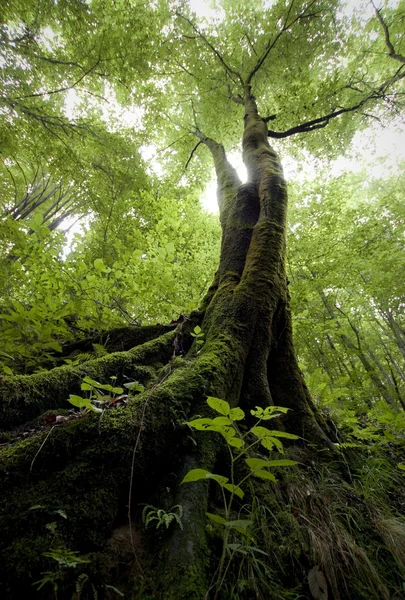 Boom met mos in een groen bos — Stockfoto