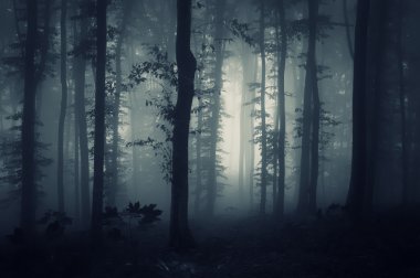 Dark forest with fog clipart