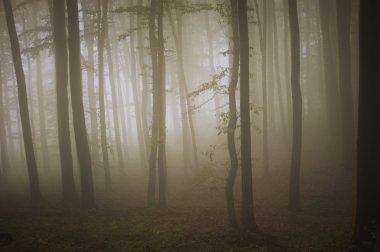Thick fog in the forest clipart