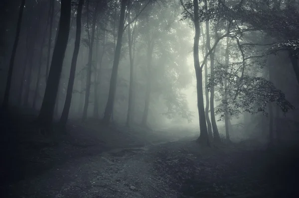 Темный лес с дорогой — стоковое фото