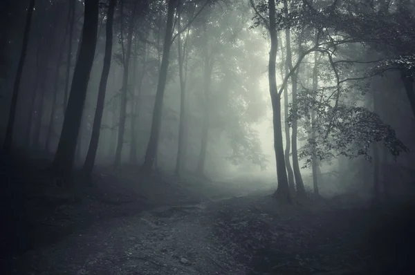 Donker bos met road — Stockfoto