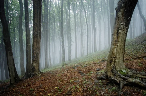 Nebbia che appare nella foresta — Foto Stock