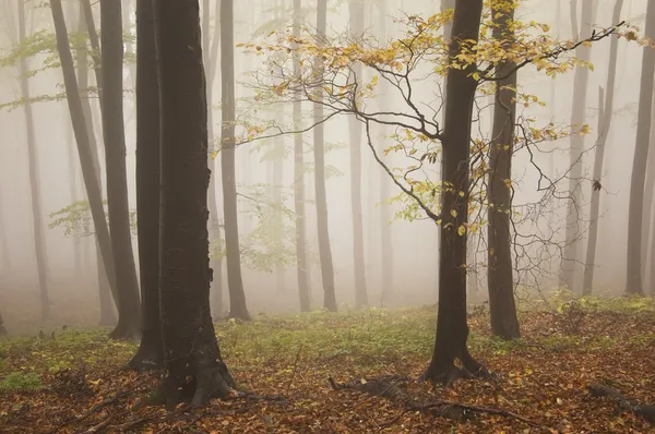 Autunno in una bellissima foresta — Foto Stock