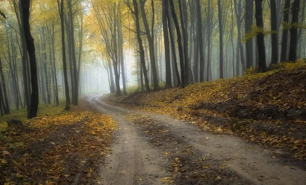 Дорога через лес осенью — стоковое фото
