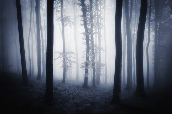 Foresta buia con nebbia — Foto Stock