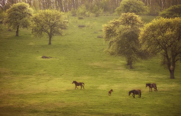 Green meadow with wild horses in spring — Stock Photo, Image