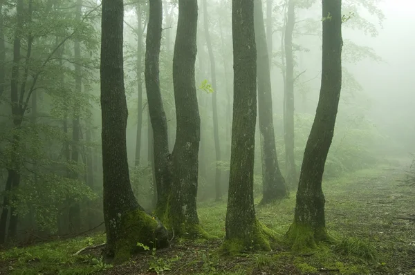 Groene mist in een forest in de zomer — Stockfoto