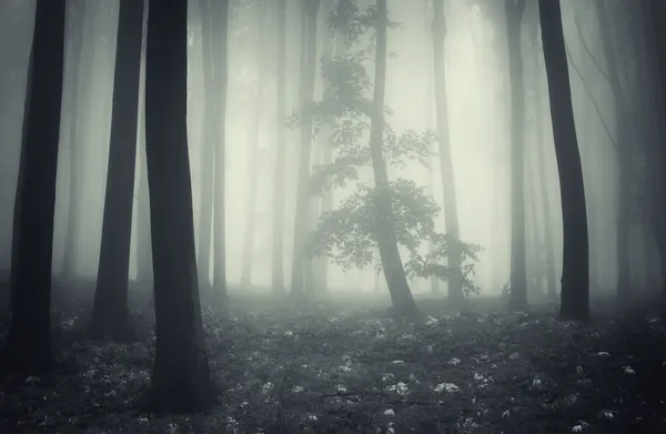 Scena inquietante con un albero in una foresta spettrale con nebbia — Foto Stock