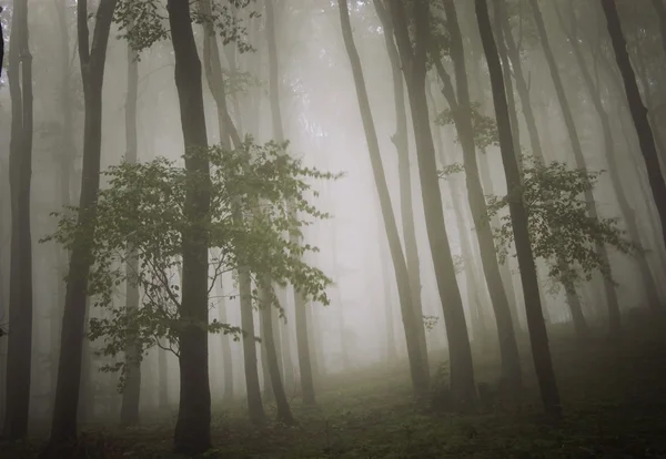 Fog in the forest after rain — Stockfoto