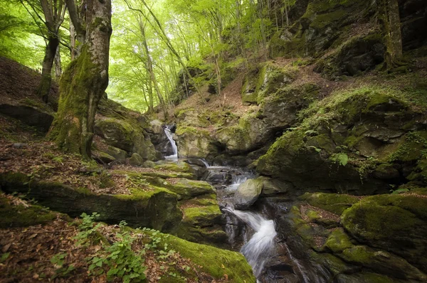 Green moss near a mountain river — Stockfoto