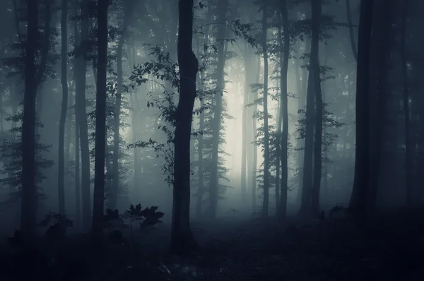 Forêt sombre avec brouillard — Photo