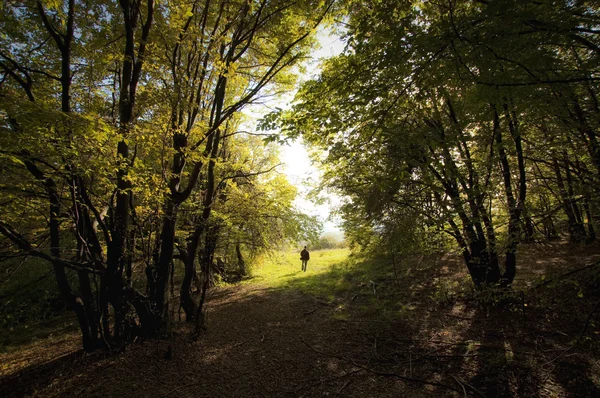 Yaz aylarında bir ormandan yürüyen adam — Stok fotoğraf