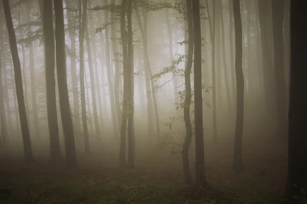 Tjock dimma i skogen — Stockfoto