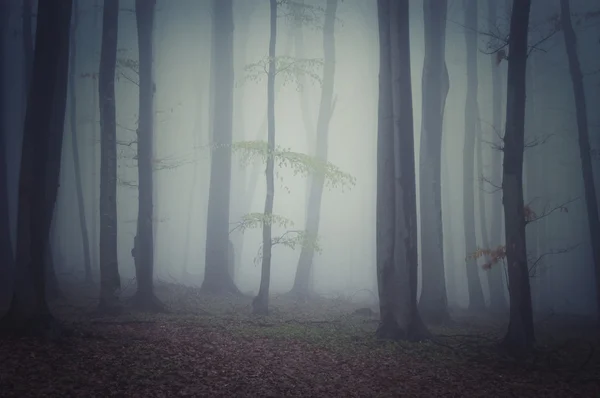 Blue haze i en mörk skog med fog — Stockfoto
