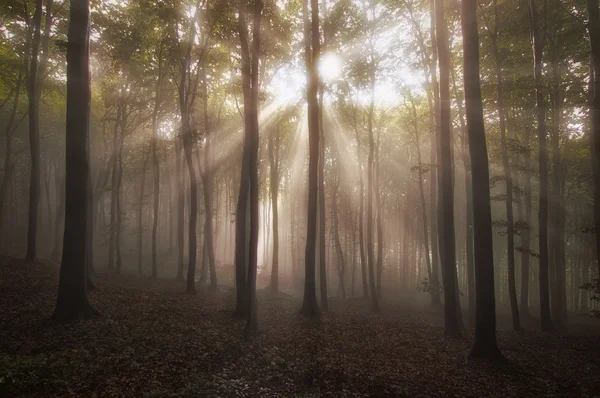 Sun beams in a forest with fog — Stock Photo, Image