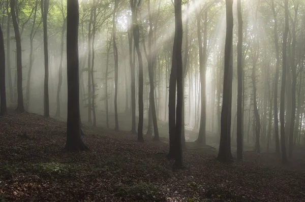 De stralen van de zon in een prachtig bos met mist in de zomer — Stockfoto