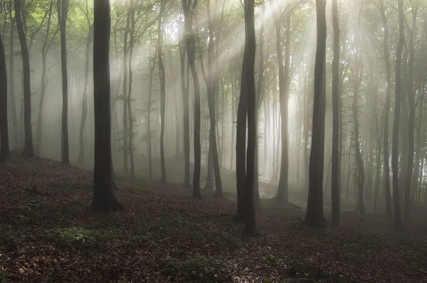 Sun rays in a beautiful forest with fog in summer — Stock Photo, Image