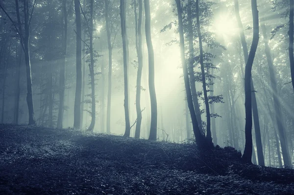 Solsken i en kuslig skog med fog — Stockfoto