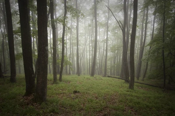 Зеленый лес с туманом летом после дождя — стоковое фото