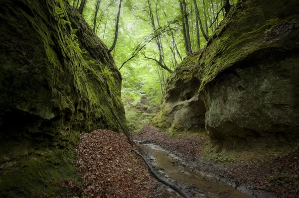 Donkere vallei met rotsen en bomen in de zomer — Stockfoto