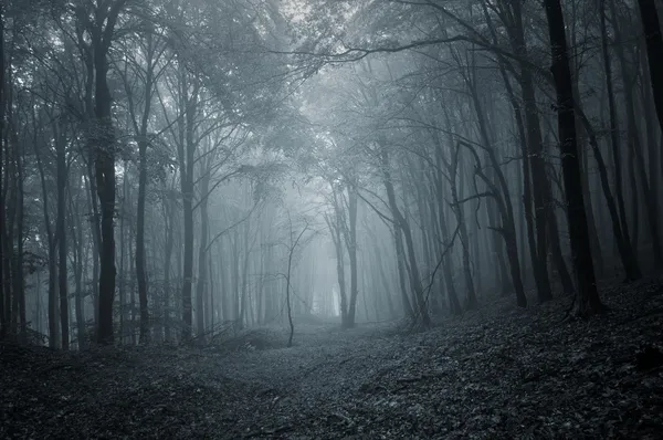 Mörk skog på kvällen Stockbild