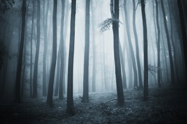 Trees in a dark spooky forest with fog in late autumn clipart