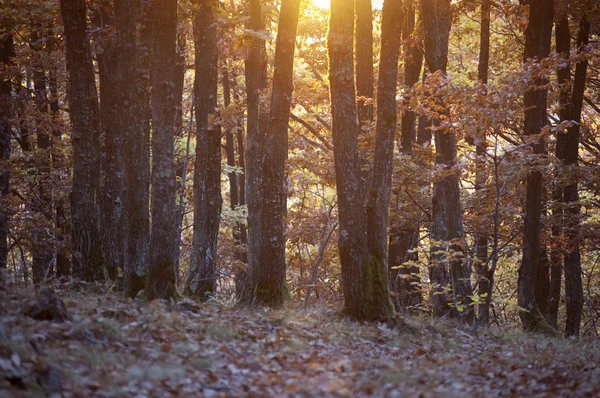 Sole splendente attraverso alberi colorati in una foresta in autunno — Foto Stock