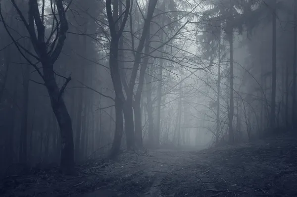 Sentiero oscuro attraverso una foresta raccapricciante con nebbia — Foto Stock