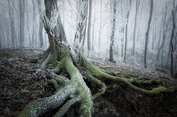 Árvore com musgo coberto raízes em uma floresta congelada com geada e neblina no inverno — Fotografia de Stock