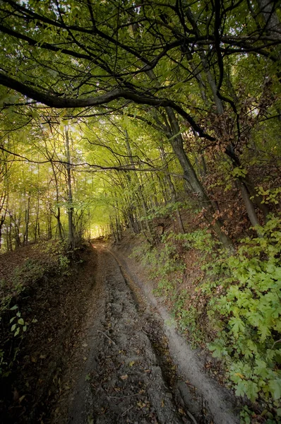 Estrada através de uma floresta verde no verão — Fotografia de Stock