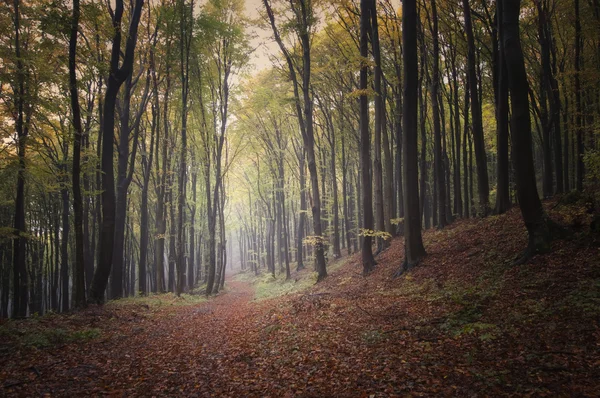 Herbst in einem dunklen Wald nach Regen — Stockfoto