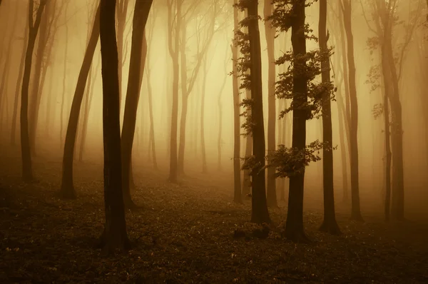 Gruseliger Wald mit Nebeltrog zwischen Bäumen bei Sonnenuntergang lizenzfreie Stockfotos