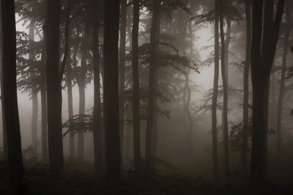 Espesa niebla en un oscuro y misterioso bosque de fantasía — Foto de Stock