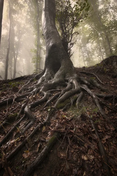 Albero con grandi radici contorte in una foresta incantata buia con nebbia — Foto Stock