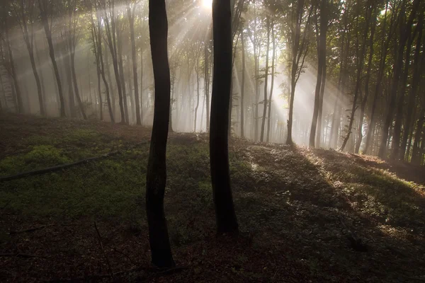 Rayos de sol brillando en un bosque oscuro con niebla después de la lluvia — Foto de Stock