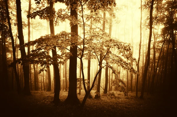 Foresta scura con nebbia e luce nel tardo autunno — Foto Stock