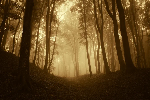 Dark mysterious fantasy like forest with fog in late autumn Royalty Free Stock Images