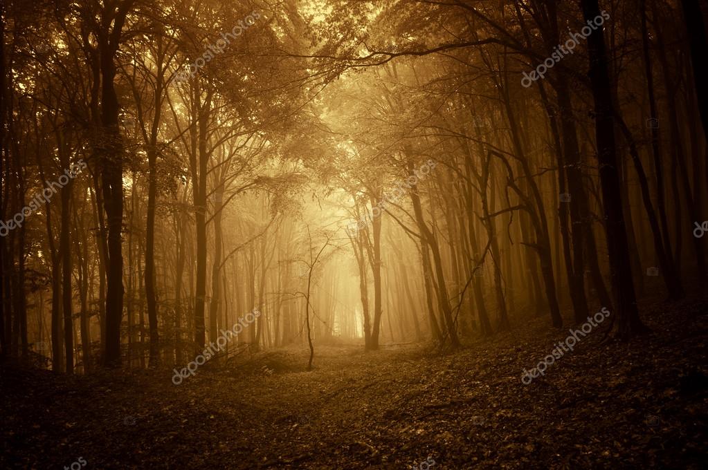Path trough a dark spooky forest with fog in autumn on halloween ...
