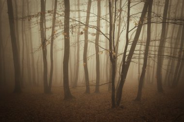 Fog in a dark forest in autumn clipart