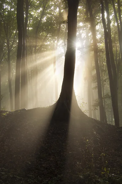 Sonnenstrahlen hinter dem Baum in einem geheimnisvollen Wald mit Nebel — Stockfoto